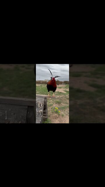 Asil/ YLH @LivingWaterFarms247