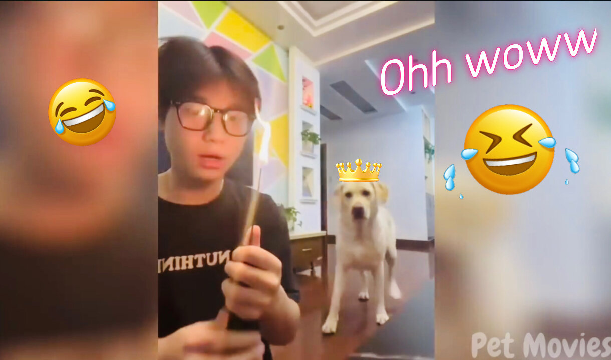 Funniest video of animals ever 😂😂😂😁😁/and that one cute dog 😌.