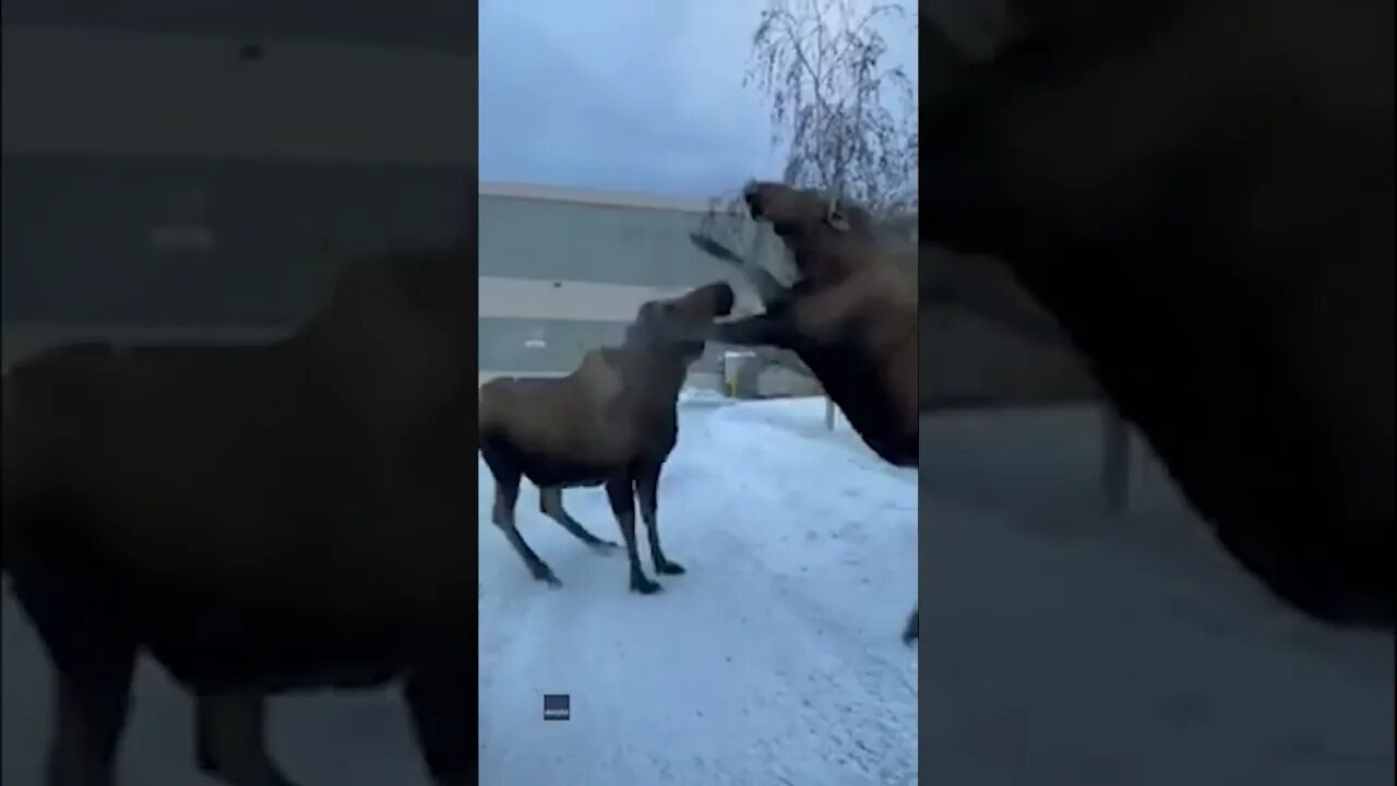 Your Boyfriends Back!