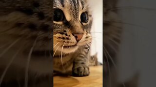 Cat Meow Remix with Autotune #shorts #cats