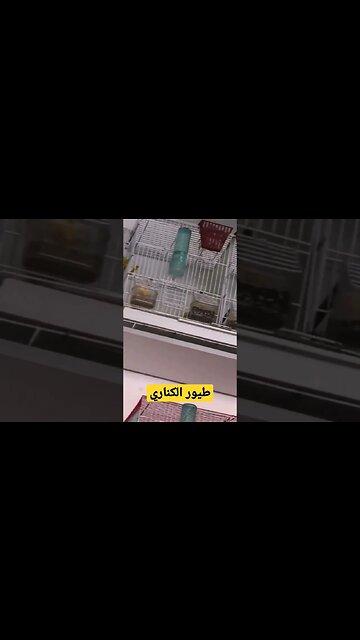 طيور الكناري الحسون المغرد روعة