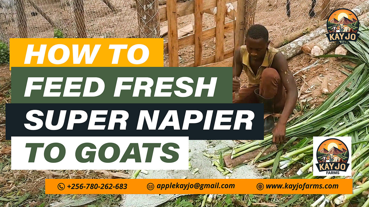 How To Feed Fresh Super Napier To Goats | ep12 #goatfarming #farming