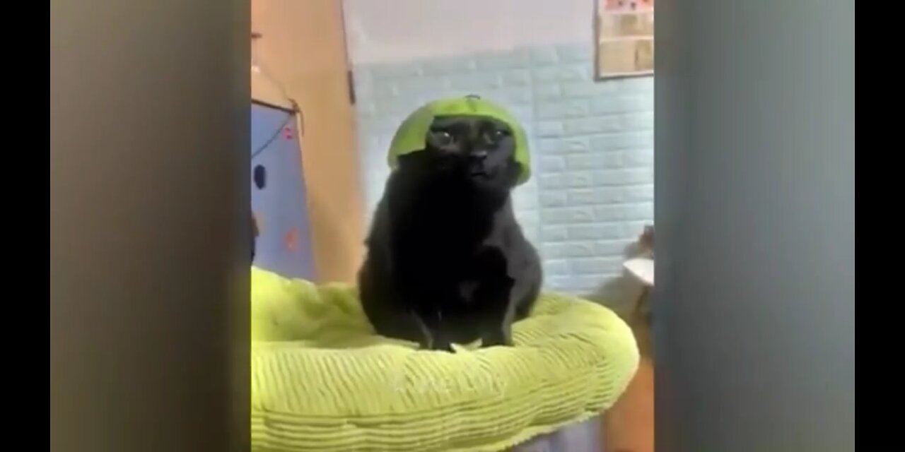 cat cap funny video😂🤣