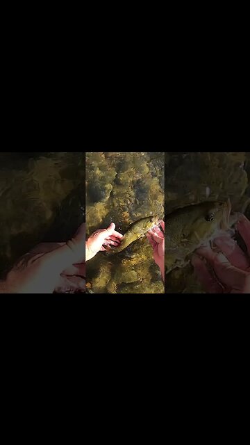 Carp, Cairns, and Corny jokes.