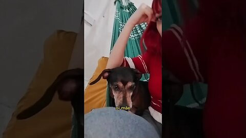 Isso é incrível..Meu cachorro na rede 😯
