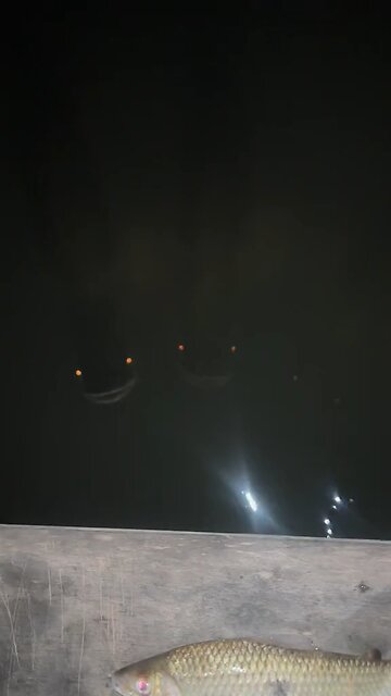 Just feeding the fish