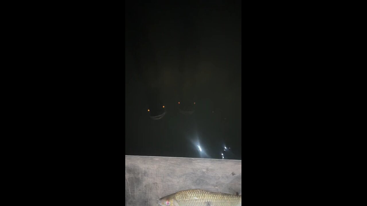 Just feeding the fish