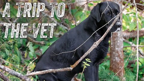 WHATS WRONG WITH MY DOG | OFF GRID CABIN | HOMESTEAD