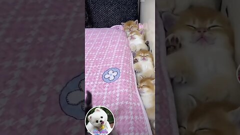 Cute kittens #Shorts #226