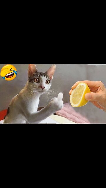 Funniest Animals🤣🤣🤣 Part 8