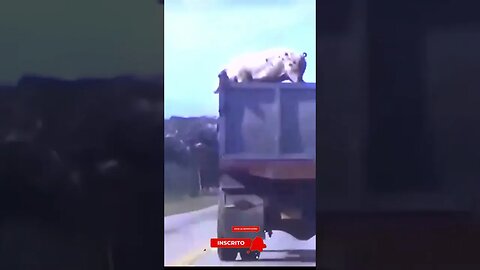 Porco se joga de cima de caminhão - Batalhe para viver