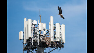 Bald Eagles Working on Their Nest.