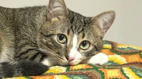 Cute Cat has Large Pupils