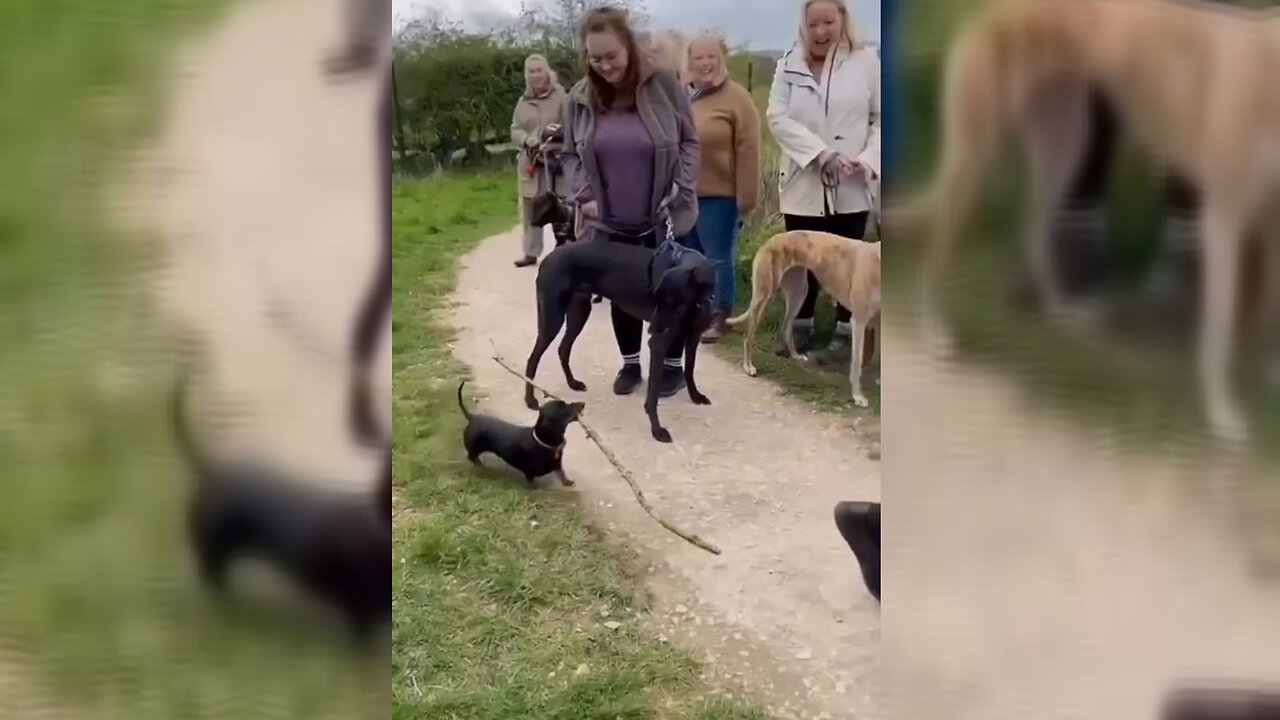 Loyal Dog Follows Owner with a Giant Stick in the Funniest Way!