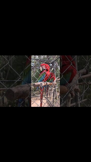 Ardastra Gardens are located near downtown Nassau, the capital of the Bahamas.