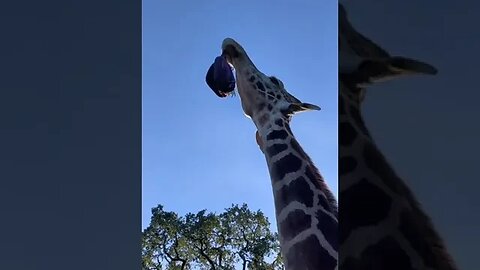 Funny Giraff Tiktok giraffinaround2