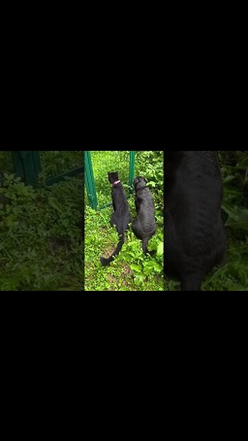 The story of a hunt😂