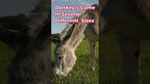 Donkey Sounds And Facts #Shorts 📢