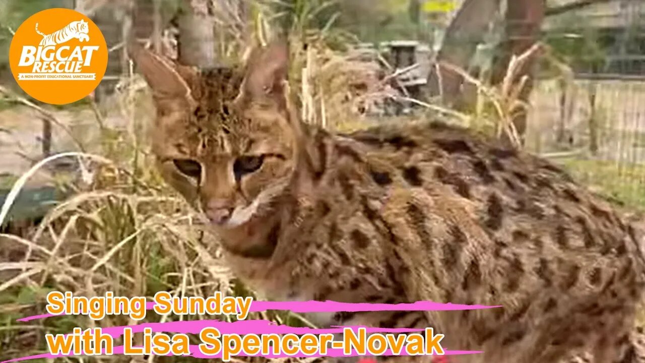 Singing Sunday with Lisa singing to Mouser! 02 12 2023