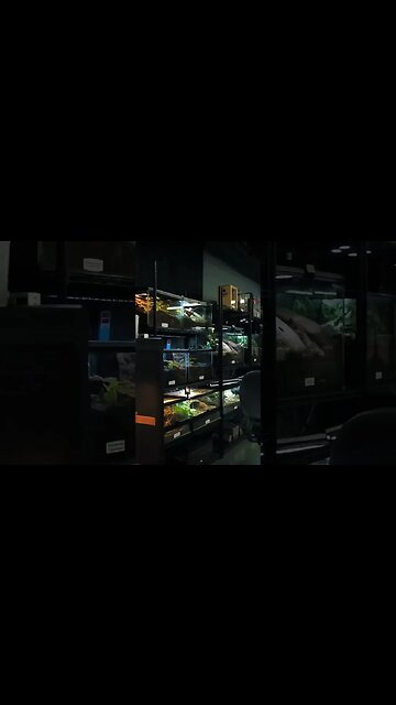 CHECK IT OUT! NEW Tarantula Filming Studio!