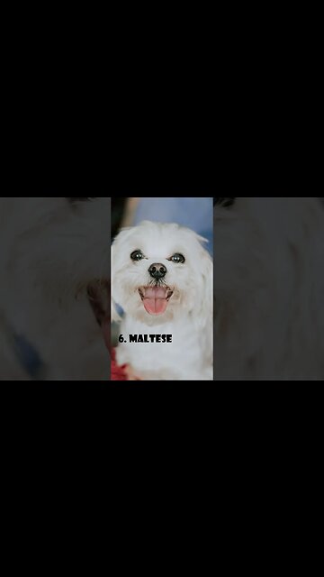 The 10 Best Dog Breeds for People Who Live Alone#shorts