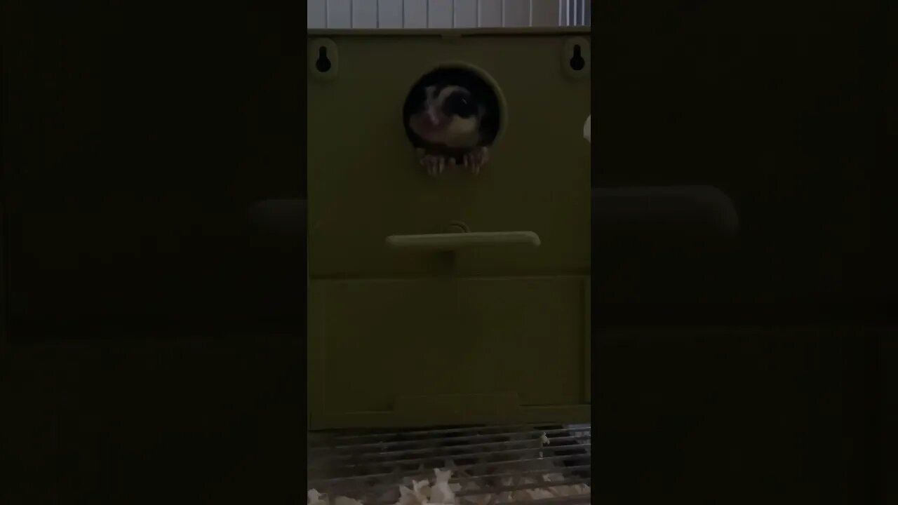 My daddy give me food | Sugar Glider 🐿️ #shorts #sugarglider