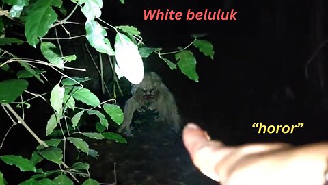 White beluluk