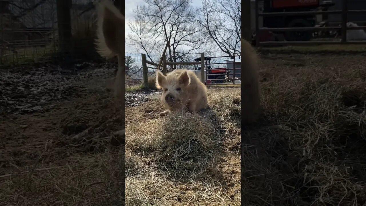 KuneKune sow Maize enjoys some hay. #shorts