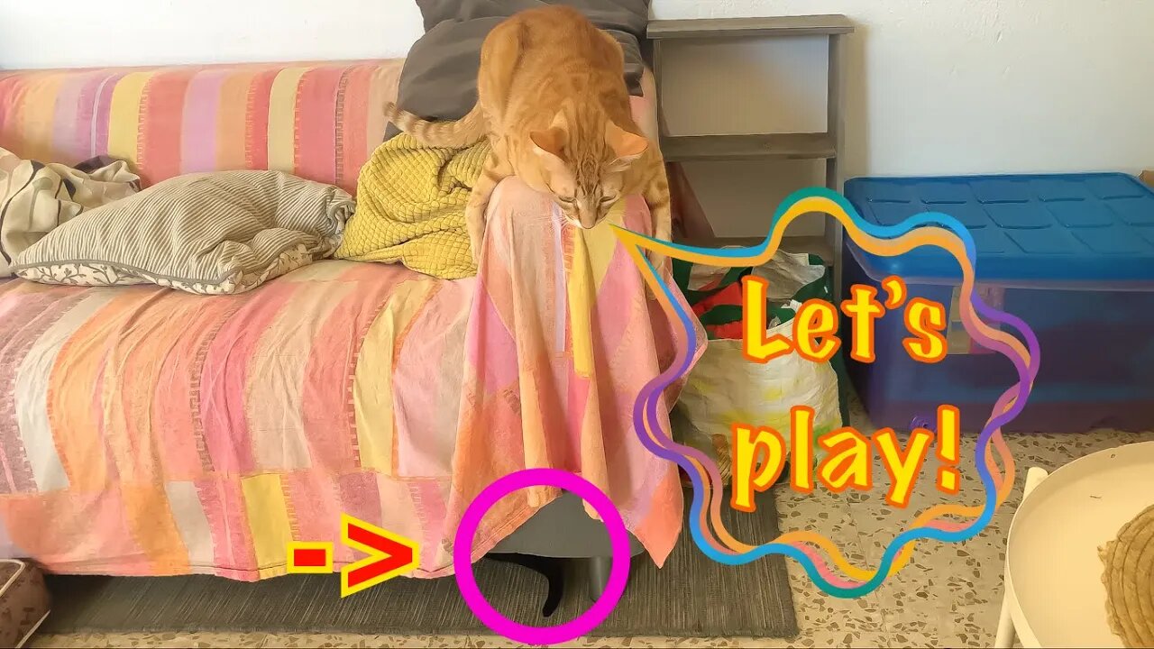 So Adorable! Orange Cat Encourages Black Kitty To Play 😻