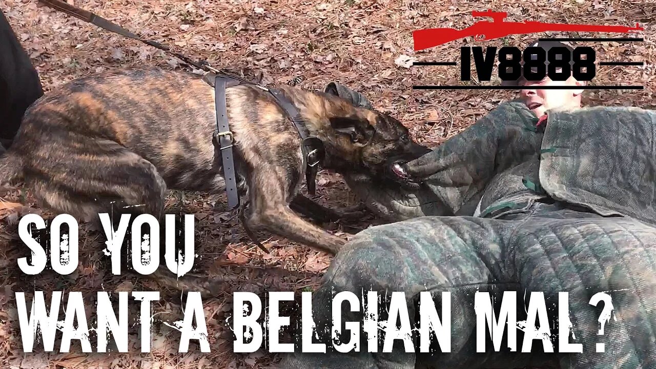 So You Want a Belgian Malinois? With Miami Canine Training