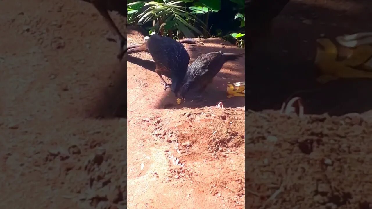 Jacu e seus filhotes em busca de comida Jacuaçu