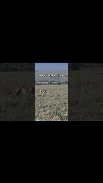 Wildlife Sightings Today 10/02/23 (Cheetah, etc) | Lalashe Maasai Mara | #shorts | #ShortsAfrica