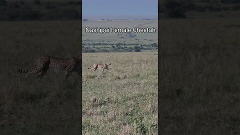 Wildlife Sightings Today 10/02/23 (Cheetah, etc) | Lalashe Maasai Mara | #shorts | #ShortsAfrica