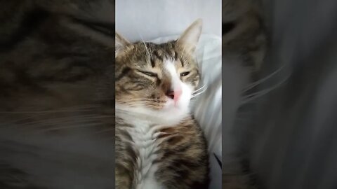 Adorable Cat Stretches His Toes #shorts