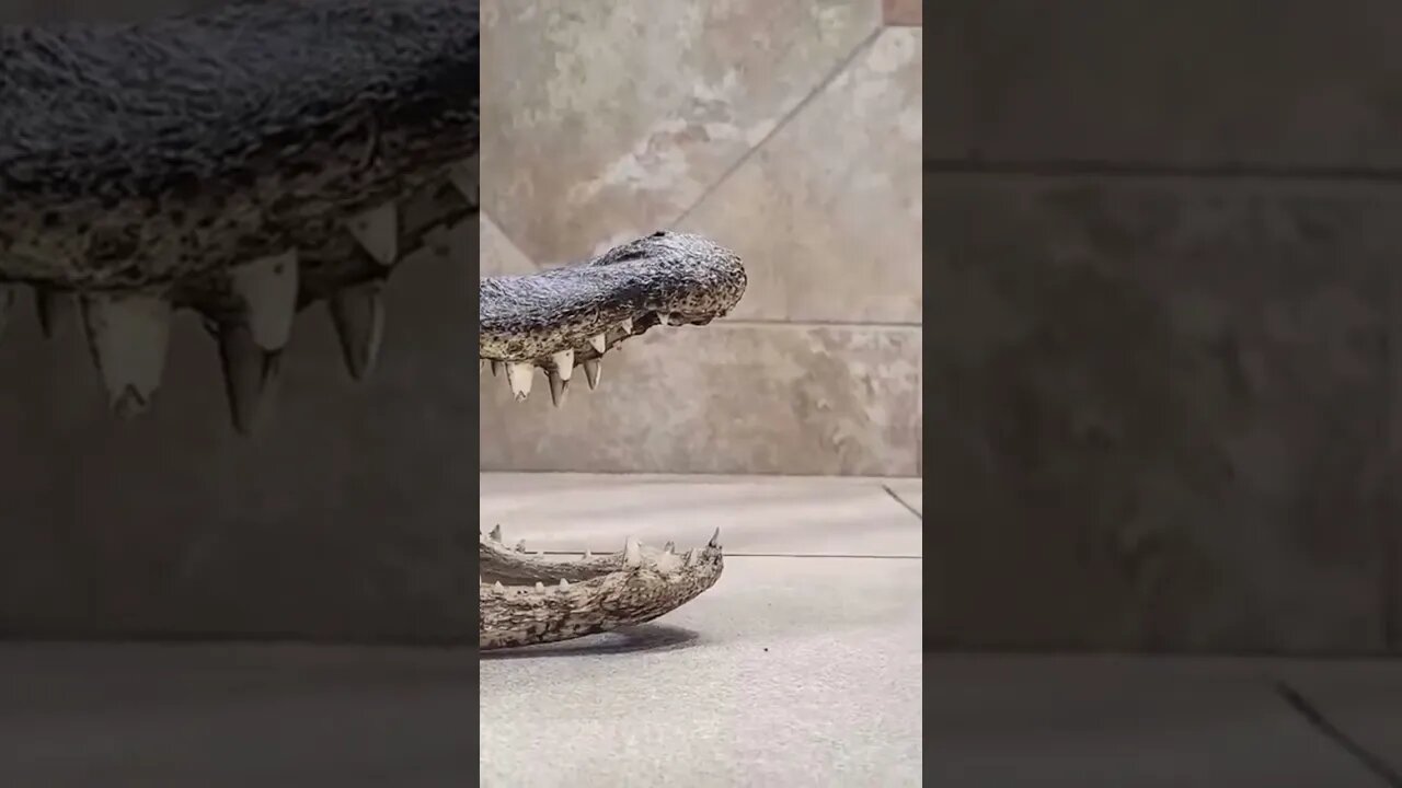 Alligators