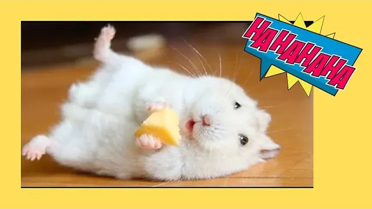 Cute hamster makes fun to be adopted 😍 🥰