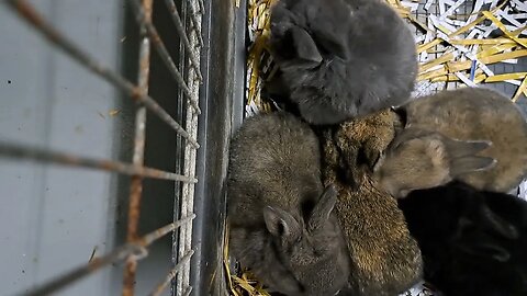 cozy sleeping BLUE VIENNA x Californian BABY RABBITS KITS 20 DAYS OLD: Blue Black Agouti/Isabella