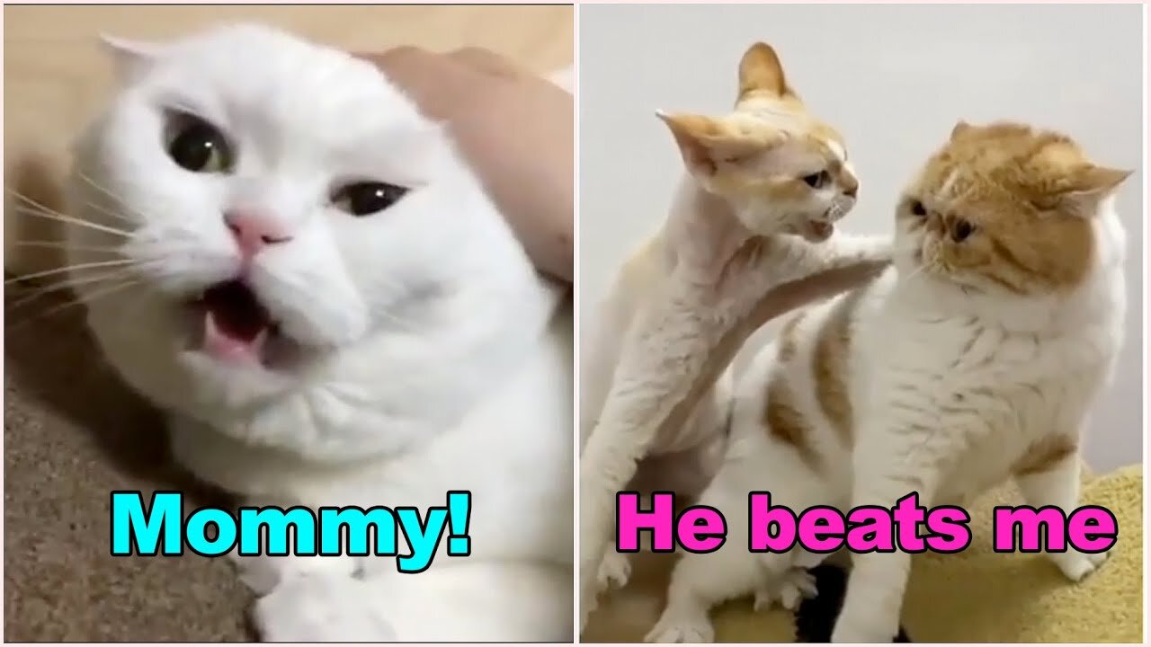 # Funny Cats talking !! Try not to laugh #