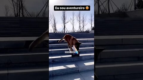 Olha que interessante! Deixe seu comentário #dog #shorts