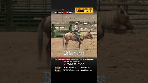 Swagger - Stunning Palomino AQHA Mare! Available exclusively on Horsebid.com through January 30th!
