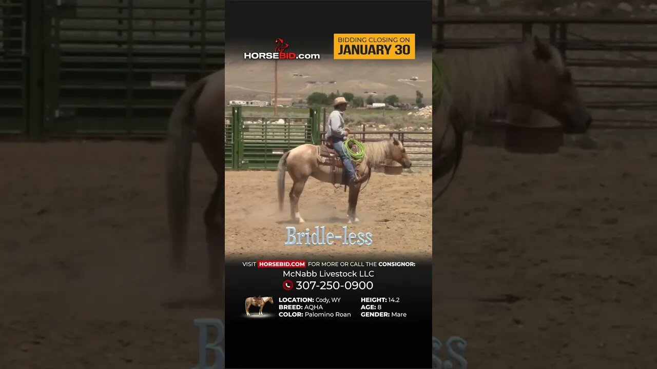 Swagger - Stunning Palomino AQHA Mare! Available exclusively on Horsebid.com through January 30th!
