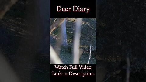 Deer Diary