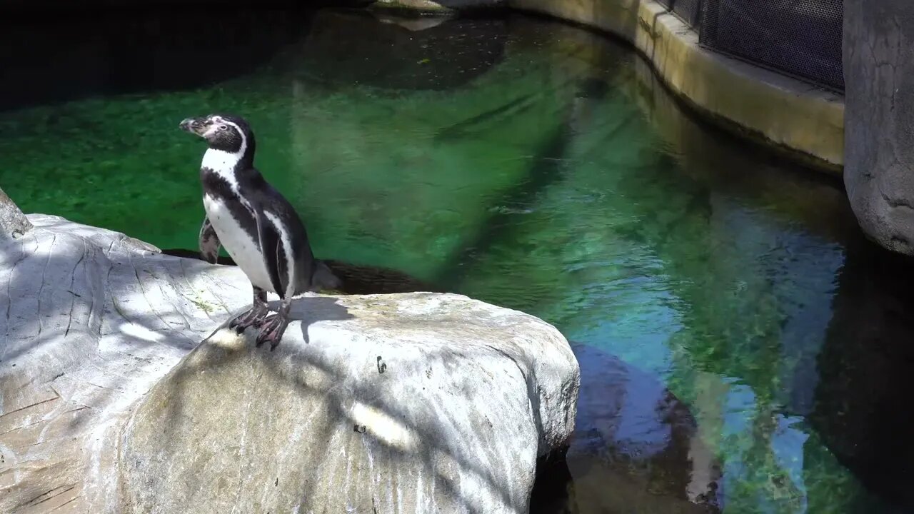 CatTV: cleaning penguin