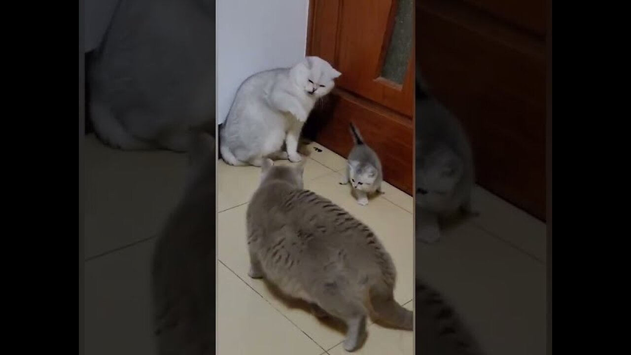Aww cute cat videos funny