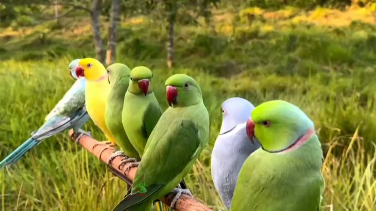 green birds I called mitu