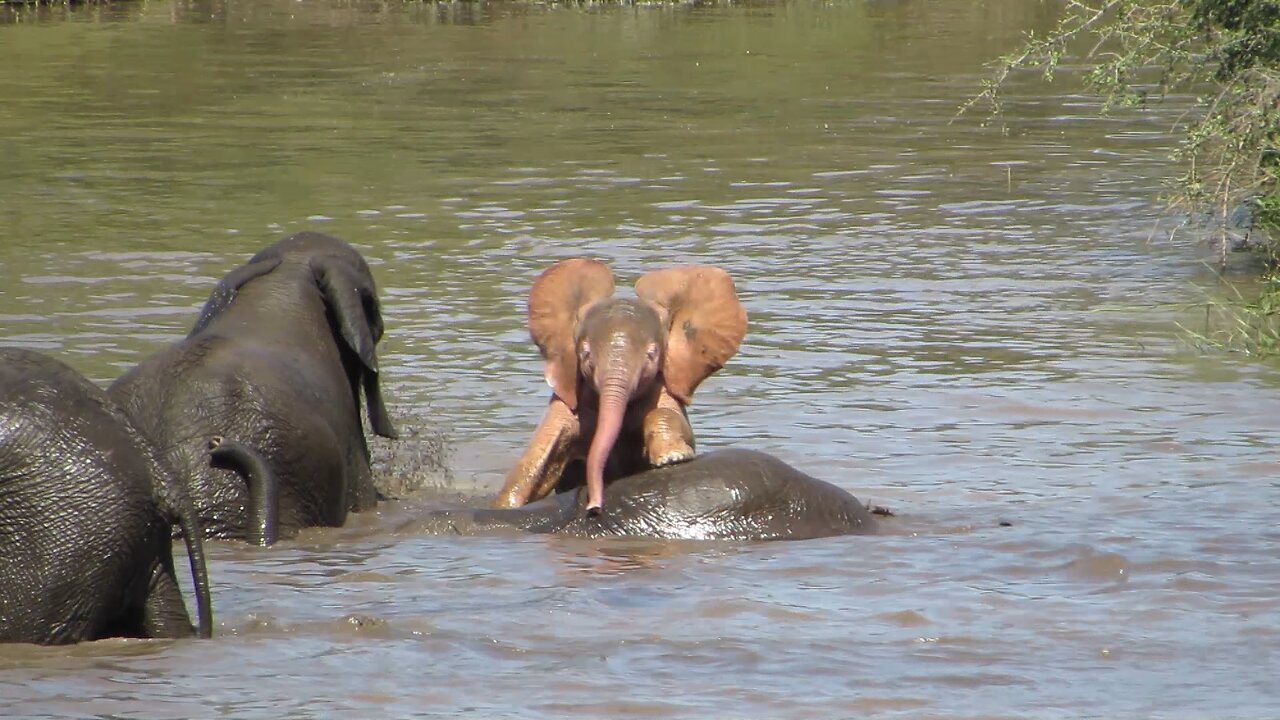 Rare Sighting Of Pink Baby Elephant In Africa