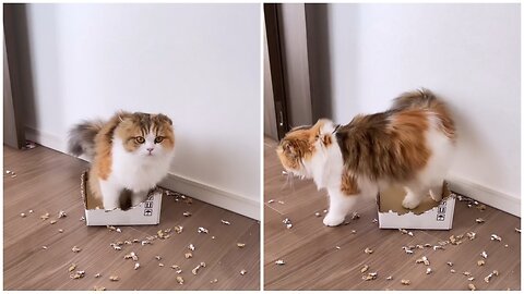 Adorable Cat Tears Up Cardboard Box and Makes It a Cozy Home
