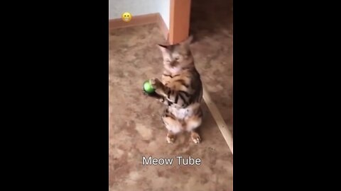 Talented Cat that knows how to crossover 😺🐶 Funniest Animals 2023 😂