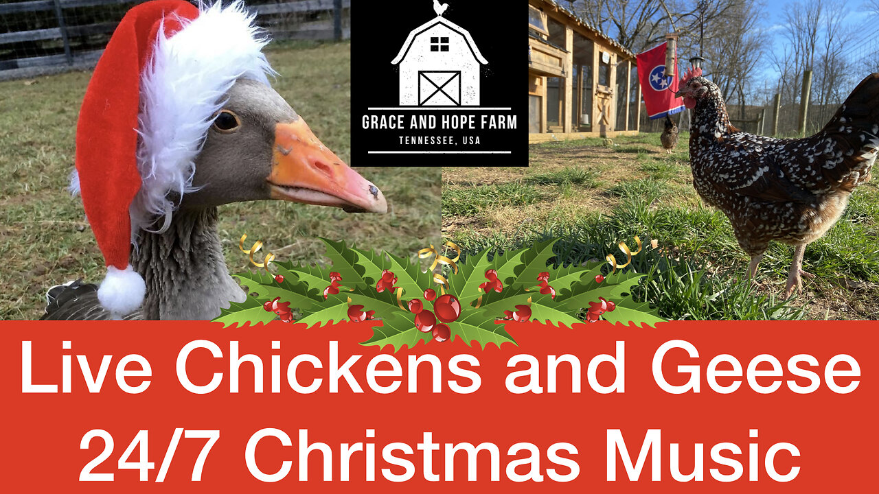 Live Chicken and Geese Cams | 24/7 Streaming Christmas Music