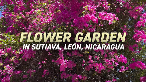 Flower Garden in Sutiava Leon Nicaragua | Vlog 21 January 2023